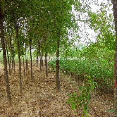 江蘇白蠟8-15公分規格在園林綠化工程中的應用
