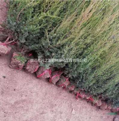 基地優(yōu)質(zhì)刺柏苗木 園林綠化工程的理想選擇