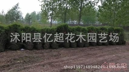 優(yōu)質(zhì)園林綠化苗木供應(yīng) 龍柏苗、龍柏球、龍柏條及小葉女貞球的價格與優(yōu)勢