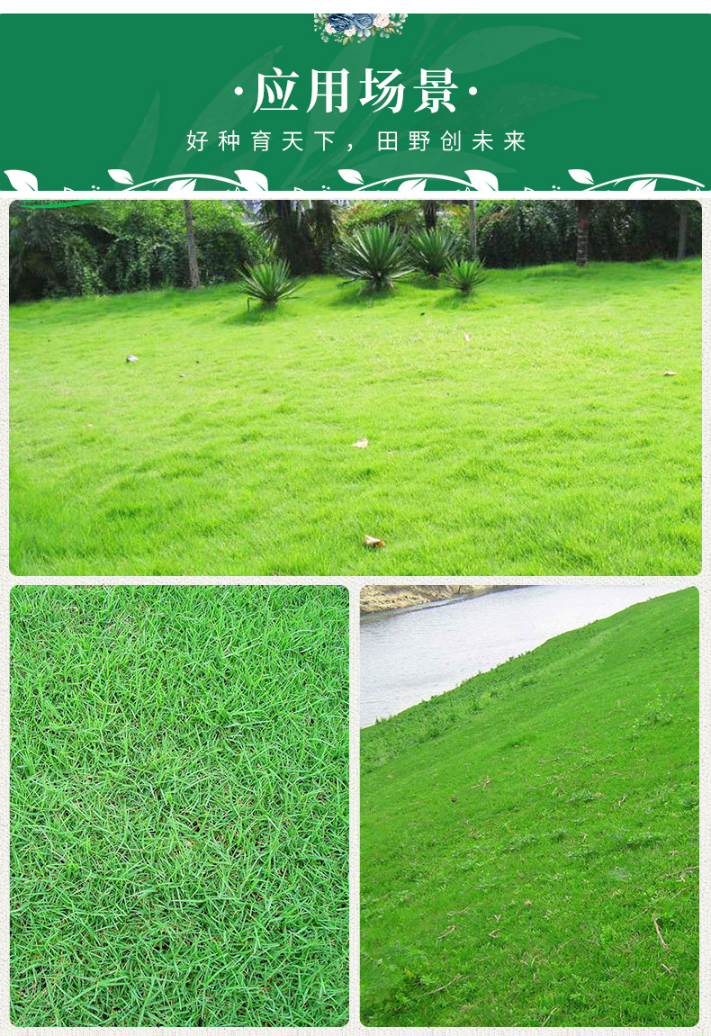 美國四季青狗牙根種子的應(yīng)用與綠化工程價值